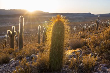 Gün doğumunda bir dağda kaktüs ormanı, Şili, Güney Amerika