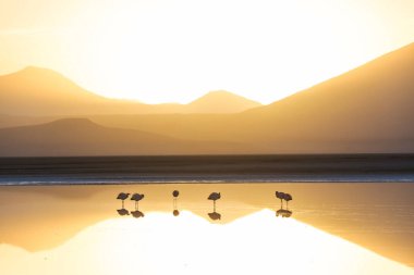 Flamingo Bolivya Altiplano 'nun doğuşunda gölde vahşi doğa