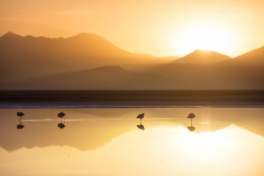 Flamingo Bolivya Altiplano 'nun doğuşunda gölde vahşi doğa