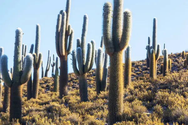 Cactus Bos Een Bergen Bij Zonsopgang Chili Zuid Amerika — Stockfoto