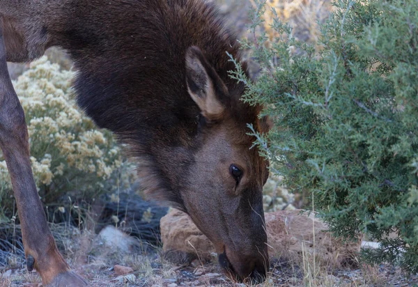 Mountain Bull Elk Colorado Usa — Stock Photo, Image