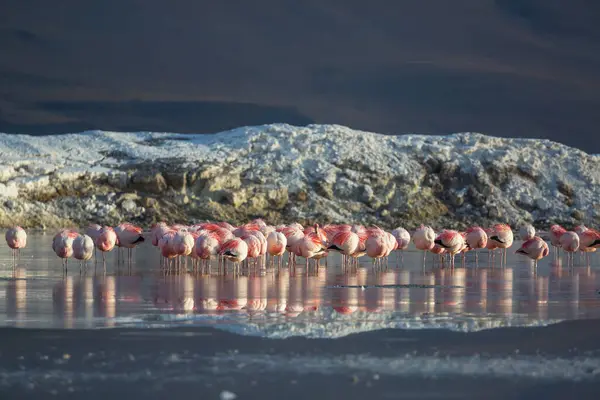 Flamingo Lacul Bolivian Altiplano Faunei Sălbatice Natura Sălbăticie — Fotografie, imagine de stoc
