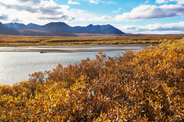 Tundra landscapes above Arctic circle in autumn season. Beautiful natural background.