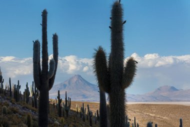 Incahuasi adasındaki büyük kaktüs, tuz düzlüğü Salar de Uyuni, Altiplano, Bolivya. Alışılmadık doğal manzara terk edilmiş güneş enerjisi Güney Amerika 'da seyahat ediyor.