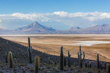 Incahuasi adasındaki büyük kaktüs, tuz düzlüğü Salar de Uyuni, Altiplano, Bolivya. Alışılmadık doğal manzara terk edilmiş güneş enerjisi Güney Amerika 'da seyahat ediyor.