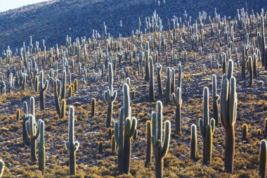 Gün doğumunda bir dağda kaktüs ormanı, Şili, Güney Amerika
