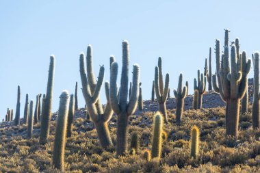 Gün doğumunda bir dağda kaktüs ormanı, Şili, Güney Amerika