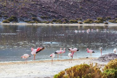 Bolivya Altiplano Gölü 'nde flamingo. Vahşi doğa.