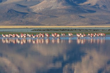 Bolivya Altiplano Gölü 'nde flamingo. Vahşi doğa.