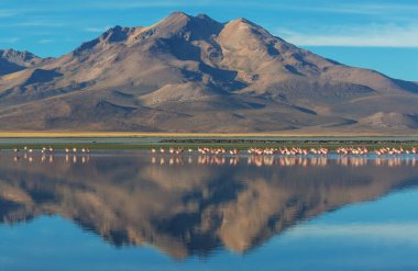 Bolivya Altiplano Gölü 'nde flamingo. Vahşi doğa.