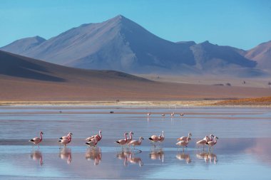 Bolivya Altiplano Gölü 'nde flamingo. Vahşi doğa.