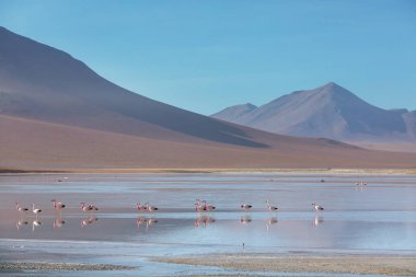 Bolivya Altiplano Gölü 'nde flamingo. Vahşi doğa.