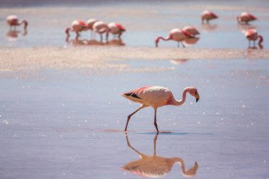 Bolivya Altiplano Gölü 'nde flamingo. Vahşi doğa.