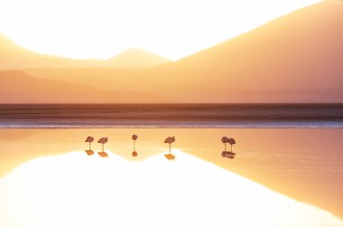 Flamingo Bolivya Altiplano 'nun doğuşunda gölde vahşi doğa