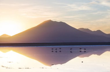 Flamingo Bolivya Altiplano 'nun doğuşunda gölde vahşi doğa