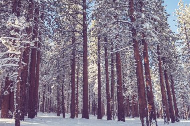 Kış mevsiminde karla kaplı orman manzarası. Noel arkaplanı için iyi.