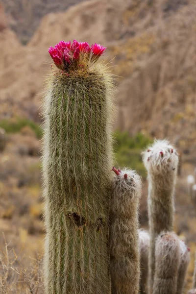 Cactus Fiore Vicino Bolivia — Foto Stock
