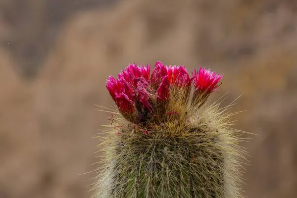 Blossoming Cactus Close Bolivia — Stock Photo, Image