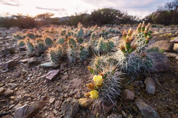 Blühender Kaktus Aus Nächster Nähe Bolivien — Stockfoto