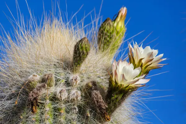 Blommande Kaktus Närbild Bolivia — Stockfoto