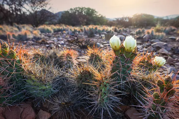 Kwitnące Kaktusy Boliwii — Zdjęcie stockowe