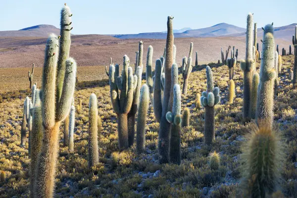Bosque Cactus Una Montaña Amanecer Chile América Del Sur — Foto de Stock