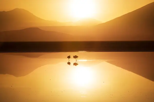 Flamingo Lake Sunrise Bolivian Altiplano Wildlife Nature Wilderness — Stock Photo, Image