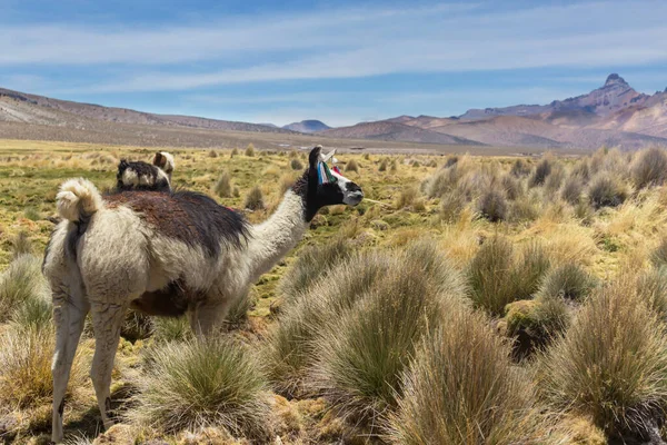 Lama Abgelegener Gegend Von Bolivien — Stockfoto