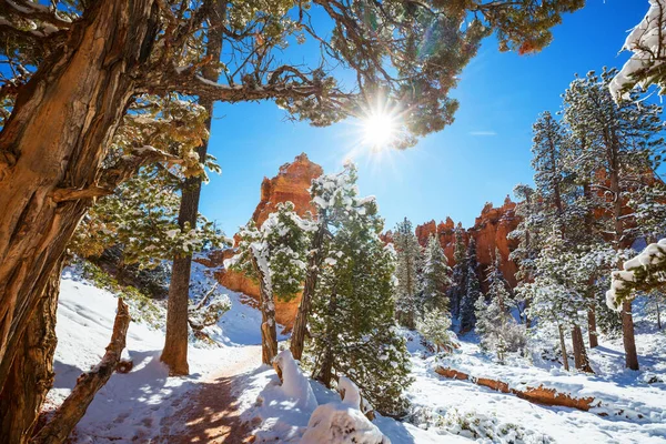 Picturesque Colorful Pink Rocks Bryce Canyon National Park Winter Season — Stock Photo, Image