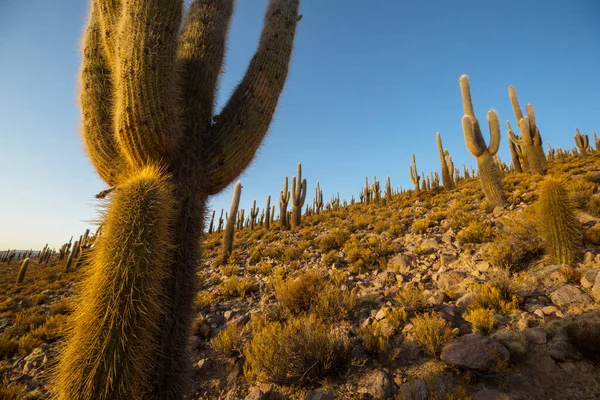 Bosque Cactus Una Montaña Amanecer Chile América Del Sur — Foto de Stock