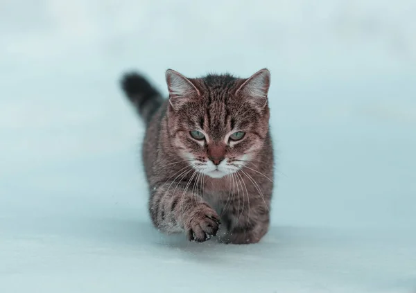 Kissa Ulkona Lumessa Talvikaudella — kuvapankkivalokuva
