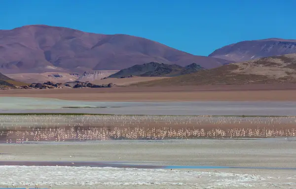 Flamingo Nel Lago Argentina Fauna Selvatica Natura Selvatica — Foto Stock