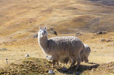 Peru alpakası And Dağları, Peru, Güney Amerika