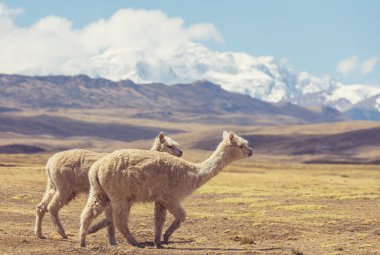 And Dağları, Bolivya, Güney Amerika 'da şirin alpaka