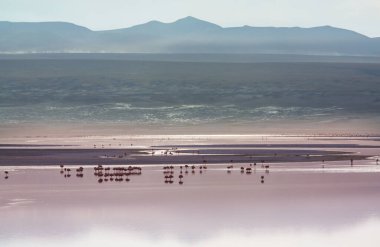 Bolivya Altiplano Gölü 'nde flamingo. Vahşi doğa.