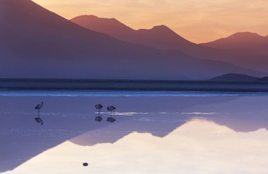 Flamingo Bolivya Altiplano 'nun doğuşunda gölde vahşi doğa