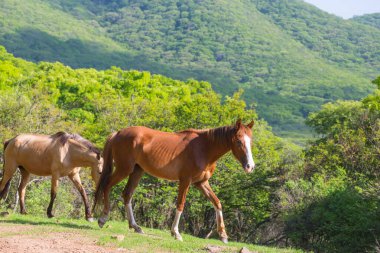 Ekvador 'daki yeşil, güneşli çayırda at.
