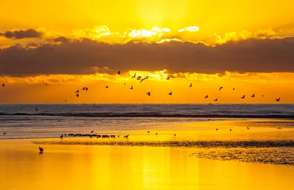 Birds on the ocean beach at sunset