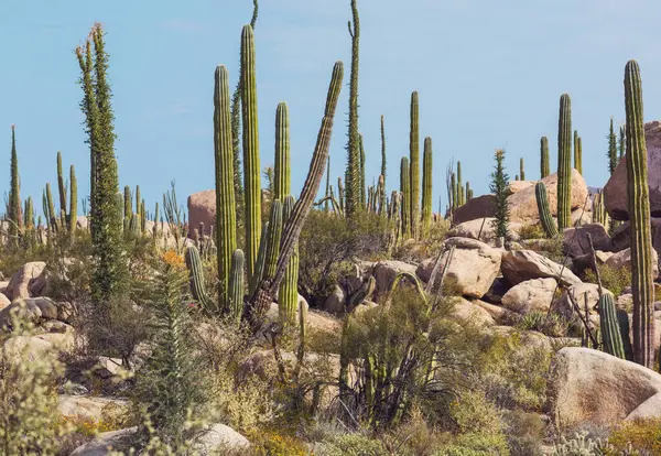 Cactus Fields Mexico Baja California — Stock Photo, Image