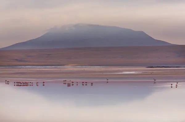 Flamingo Lake Bolivian Altiplano Wildlife Nature Wilderness — Stock Photo, Image