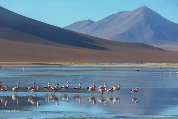Flamingo Jezeře Bolivijské Přírody Altiplano Divočiny — Stock fotografie