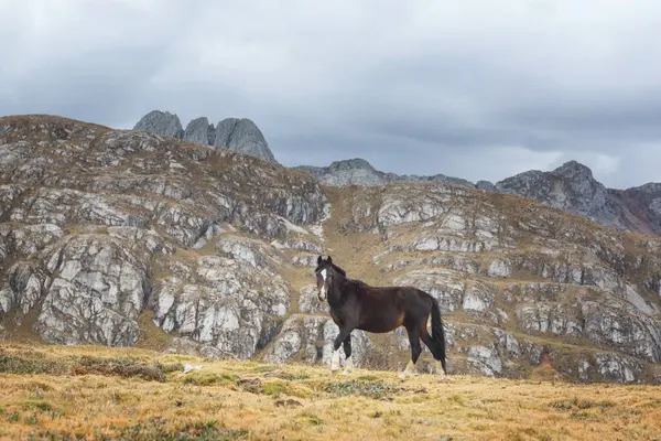 Horse Cordillera Mountains Peru — Stock Photo, Image