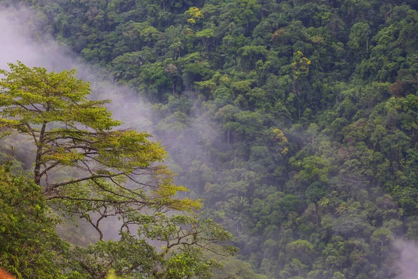 Rostliny Krásné Zelené Tropické Džungli Bolívii Jižní Amerika — Stock fotografie