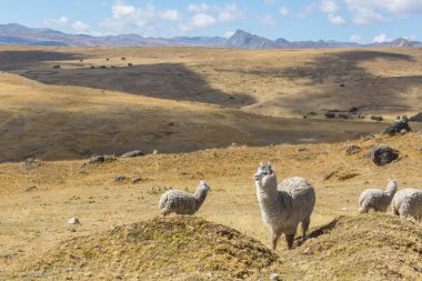 Peru alpakası And Dağları, Peru, Güney Amerika