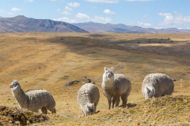 Peru alpakası And Dağları, Peru, Güney Amerika