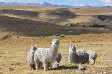 Peru alpakası And Dağları, Peru, Güney Amerika