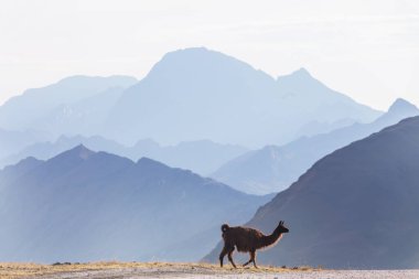 Bolivya 'nın uzak bölgelerindeki Lama