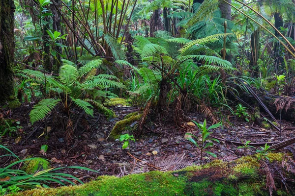 Planten Prachtige Groene Tropische Jungle — Stockfoto