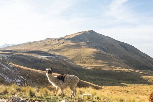 Llama Remote Area Bolivia — Stock Photo, Image