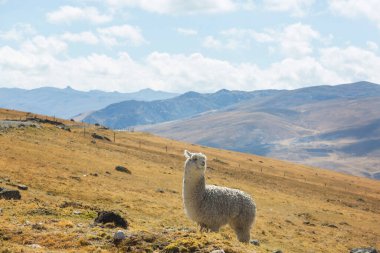 Peru alpakası And Dağları, Peru, Güney Amerika